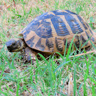 Hermann's tortoise