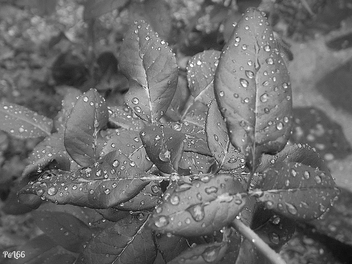 Drops di PhotoLoris