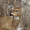 White-tailed Deer