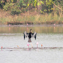 Oriental darter