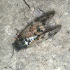 Large brown cicada