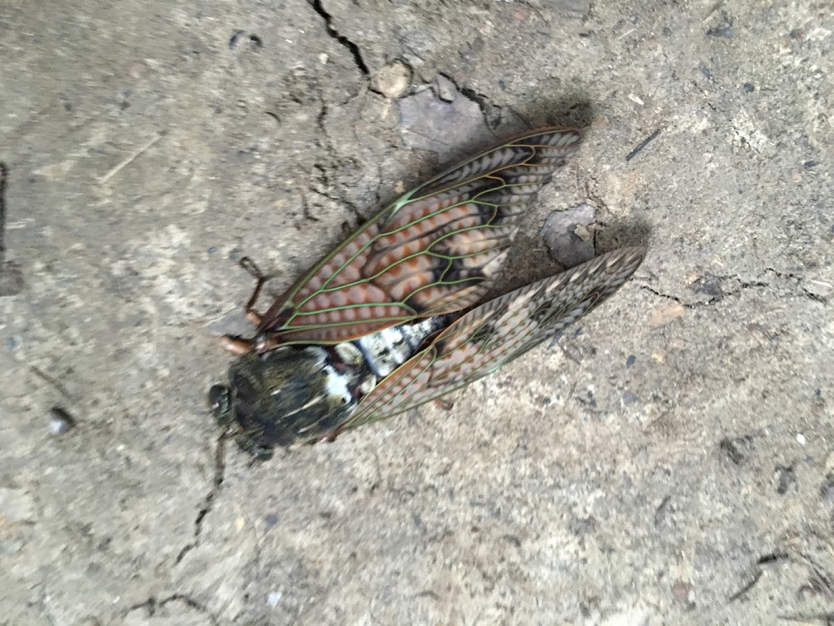 Large brown cicada