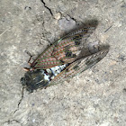 Large brown cicada