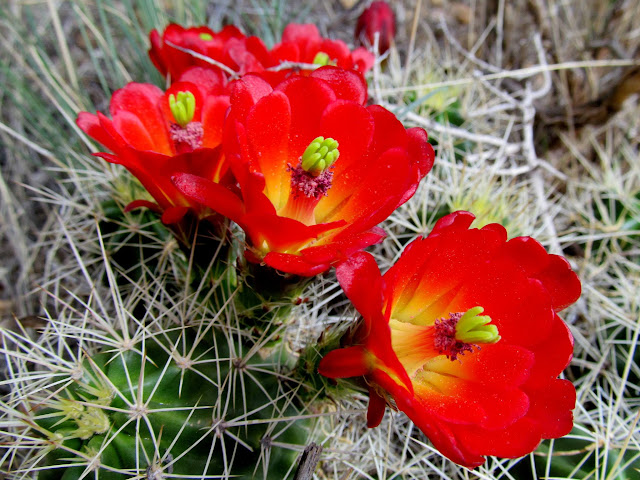 The first Claret Cup bloom I've seen this year