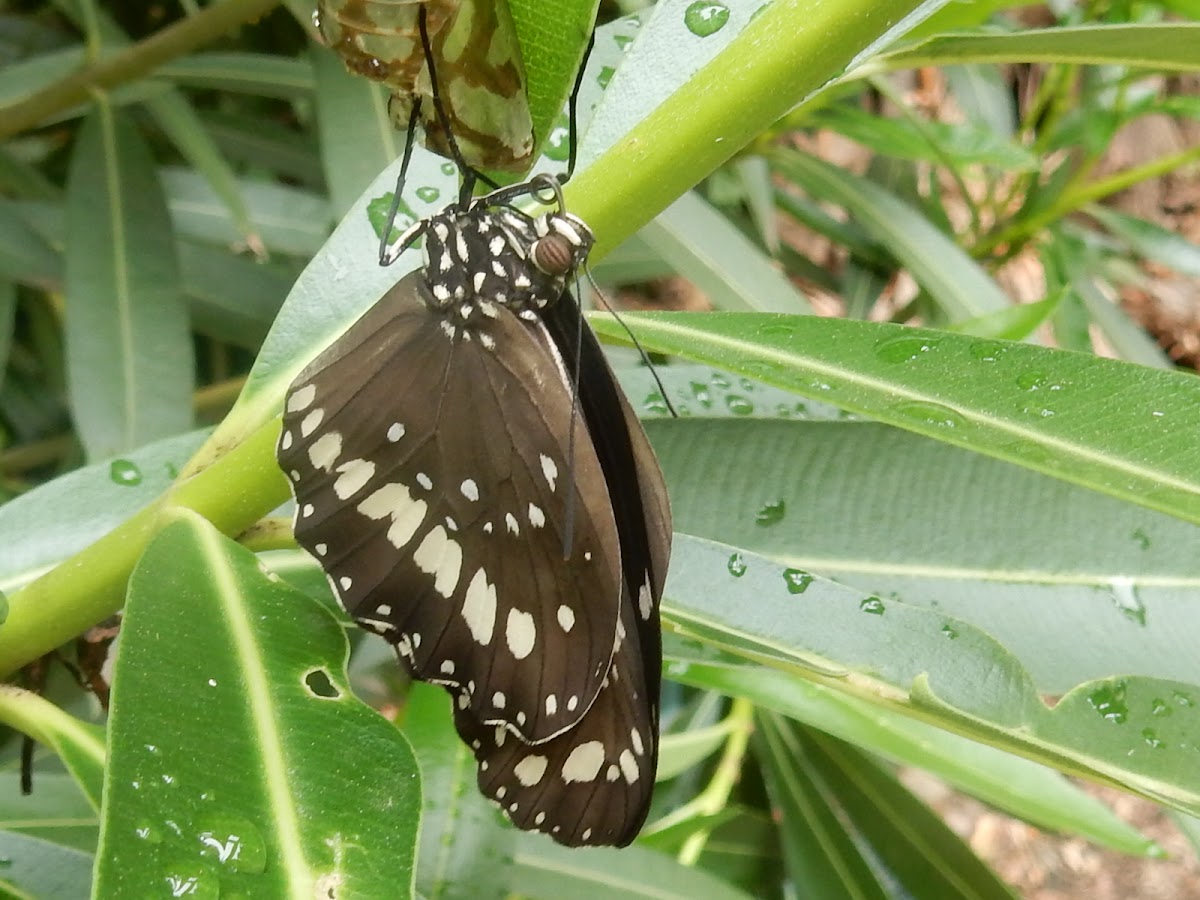 Common Crow or Australian Crow Butterfly