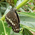 Common Crow or Australian Crow Butterfly