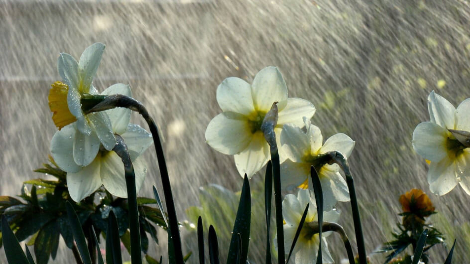 7 Flowers That Are a Must Have in Your Garden During Monsoon