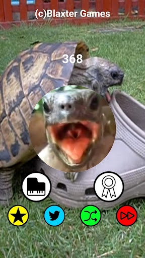 Turtle Has Sex With Shoe