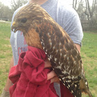 Red-shouldered Hawk