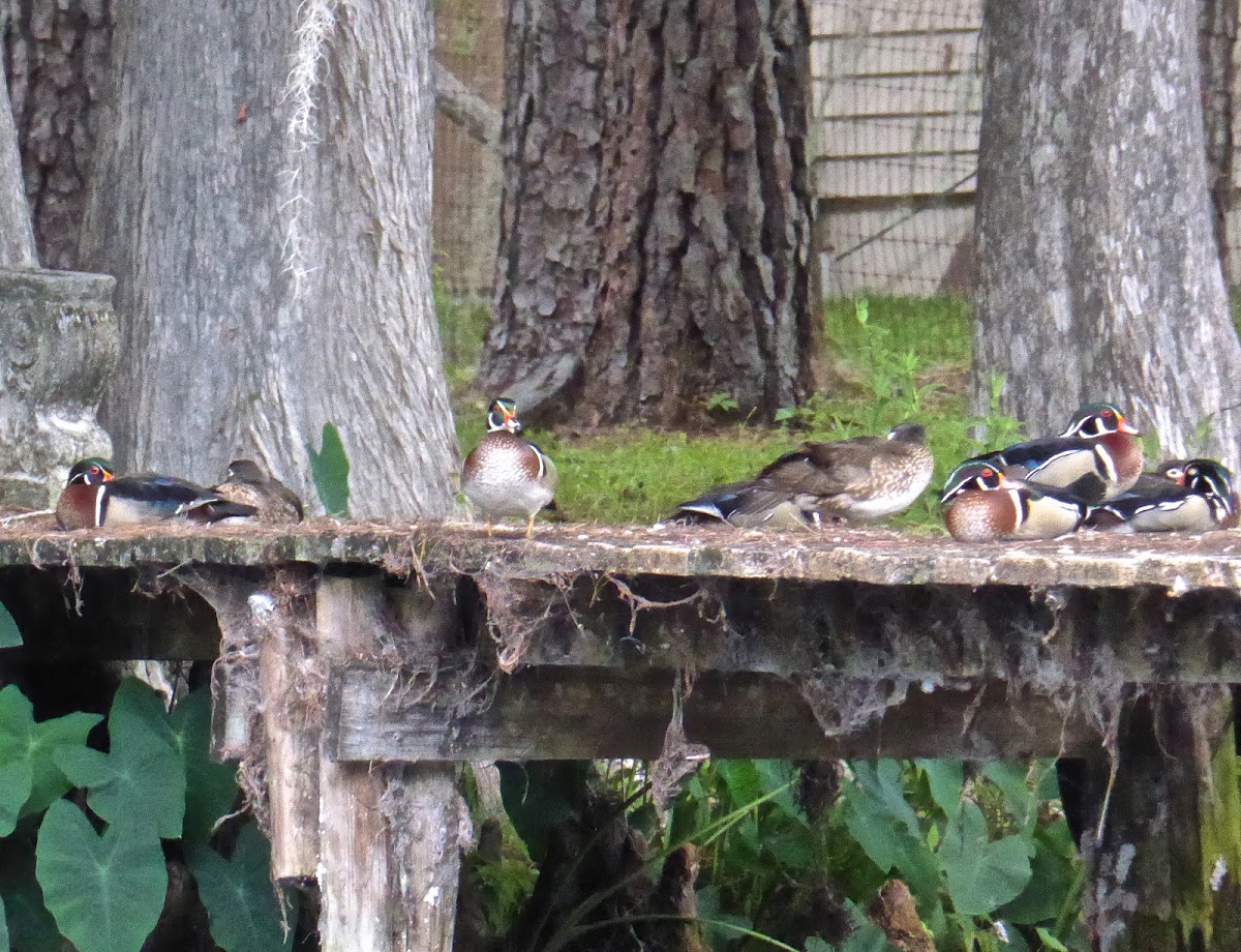 Wood Duck