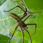 Nursery web spider