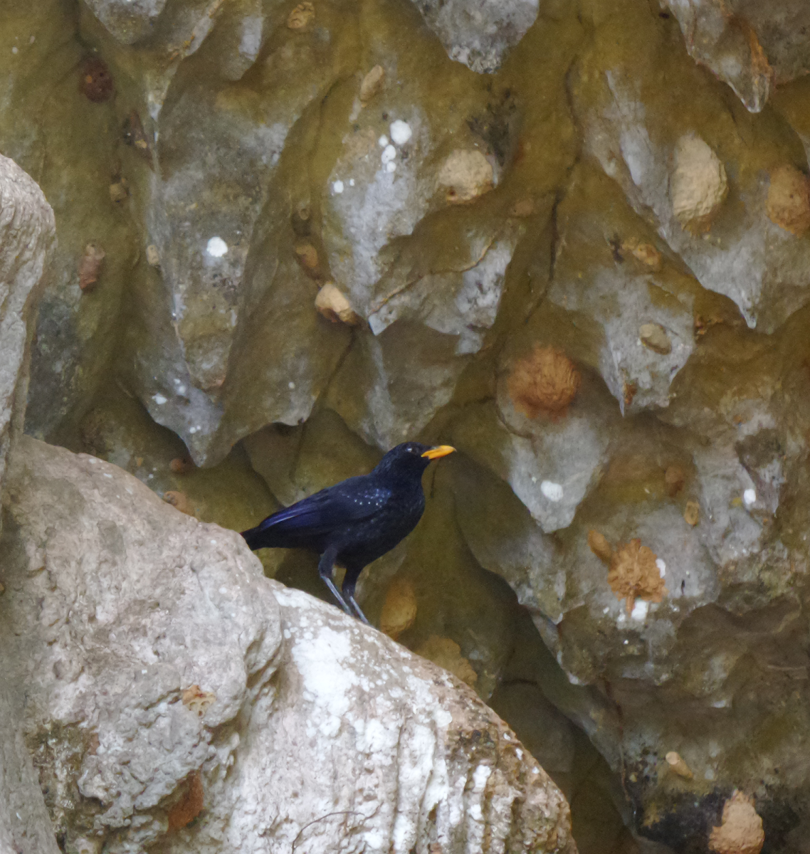 Blue Whistling Thrush