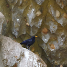 Blue Whistling Thrush