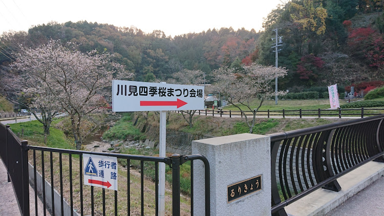 カローラフィールダーの水鏡・険道ドライブ・紅葉ライトアップ・四季桜・曽木公園に関するカスタム事例の投稿画像9枚目