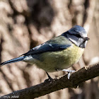 Blue Tit