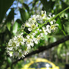 Black Cherry Tree (Flowers)