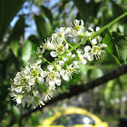 Black Cherry Tree (Flowers)