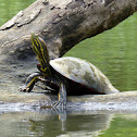 Red eared Slider Turtle