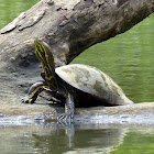 Red eared Slider Turtle