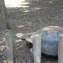 Galápagos Tortoise