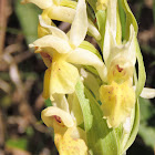 Elder-flowered Orchid