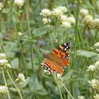 painted lady