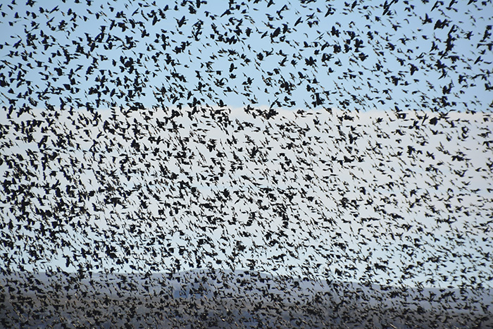 Red-winged Blackbird