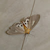 Snouted Tiger Moth