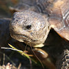 Gopher tortoise