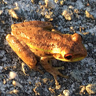 Cuban Tree Frog