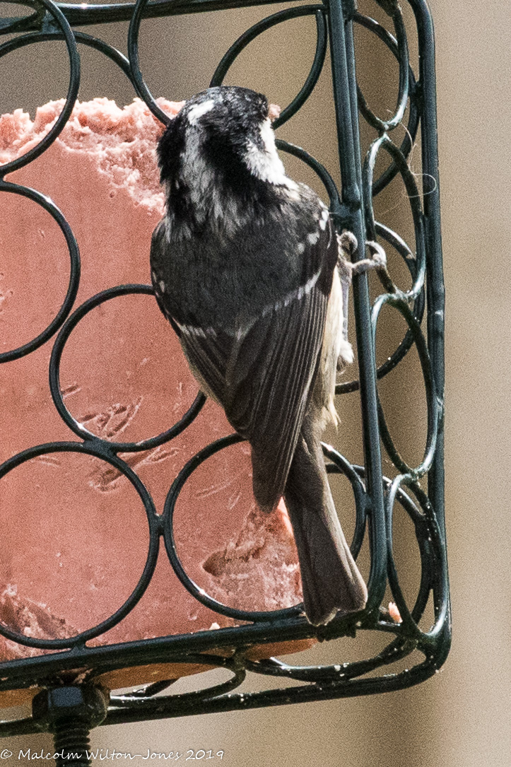 Coal Tit