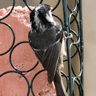 Coal Tit