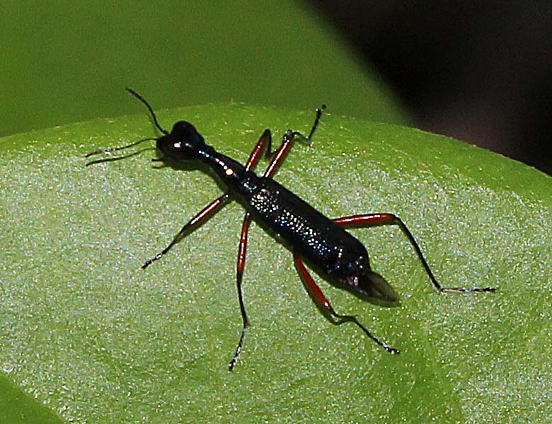 Tiger Beetle