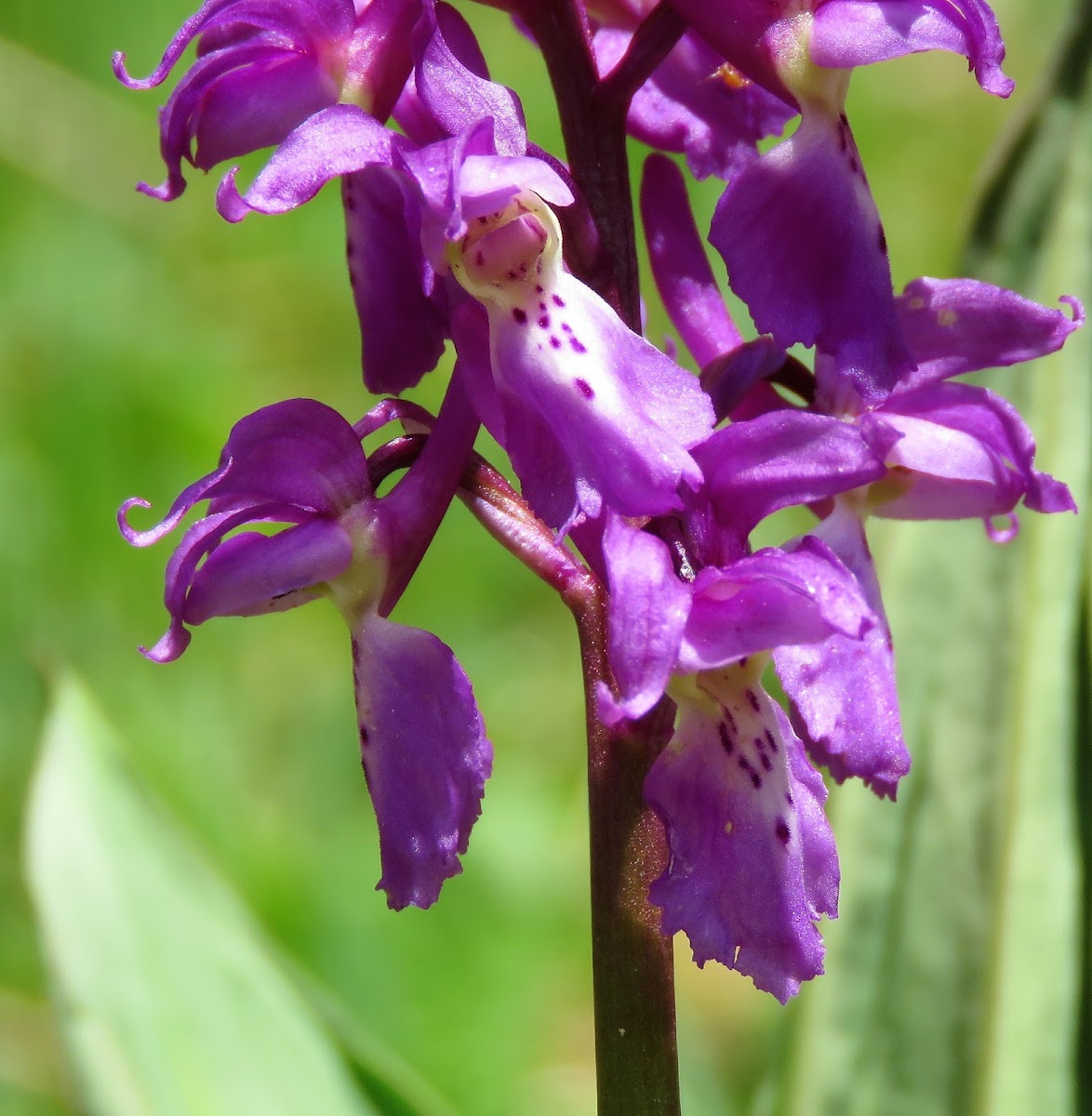 Early-purple Orchid