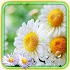 Camomiles Free live wallpaper1.5