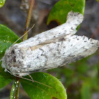 Variable Oakleaf Caterpillar Moth