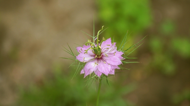 Piccolo fiore di Merylyn