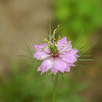 Piccolo fiore di 