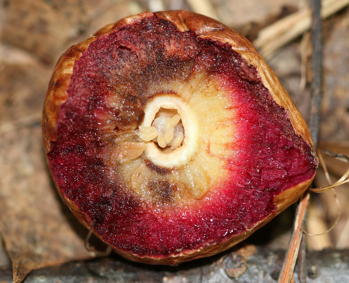 Acorn Plum Wasp Gall