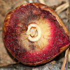 Acorn Plum Wasp Gall