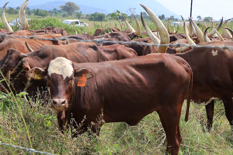 Cows that have successfully been under the trio vaccine at the NARO government farm at Maruzi in Apach district