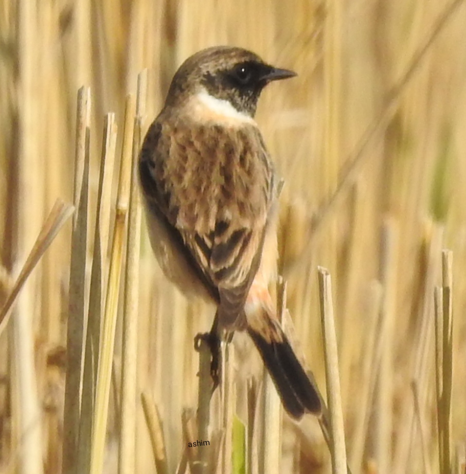 Siberian Stonechat, female