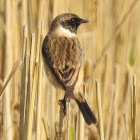 Siberian Stonechat, female