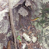 Red-necked Keelback