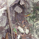 Red-necked Keelback