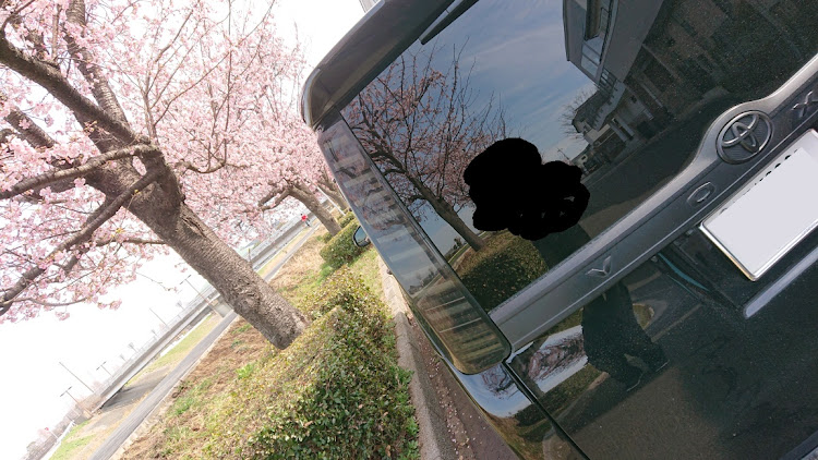 ヴォクシーの桜コラボ・(・∀・)ﾆﾔﾆﾔ・越谷花田に関するカスタム事例の投稿画像4枚目