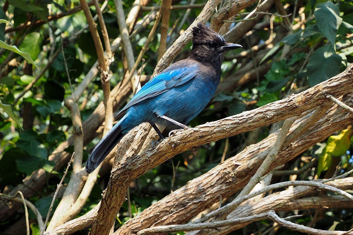 Blue Jay