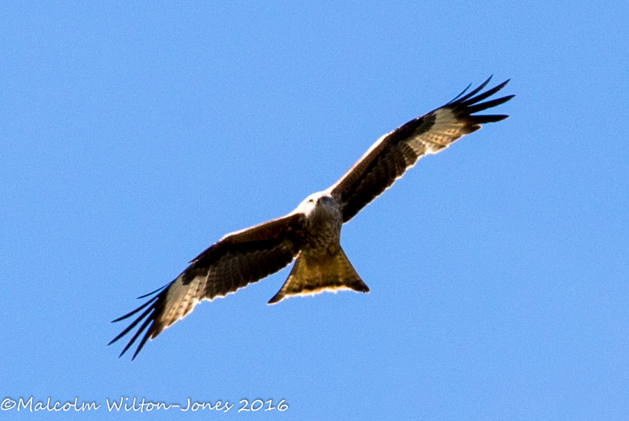 Red Kite