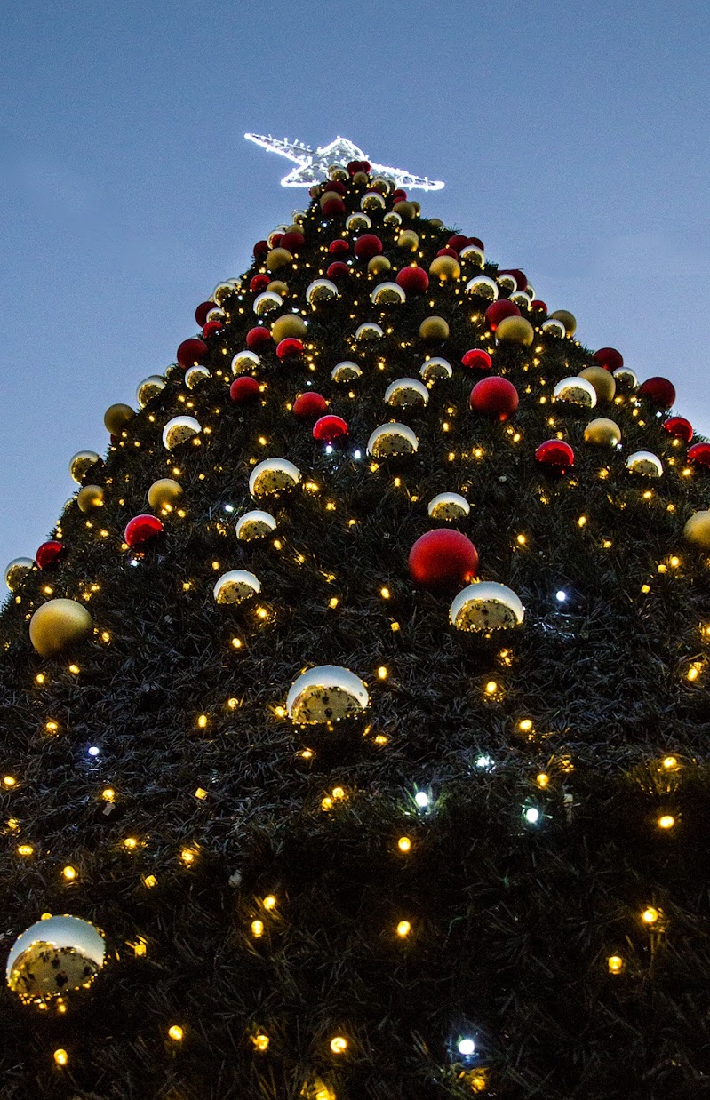 Christmas tree in the evening di stefano_angeli