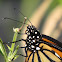 Monarch Butterfly